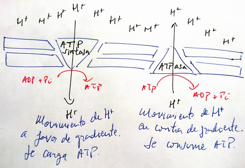 ATP-sintasa vs. ATPasa