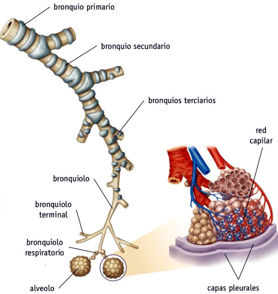 Árbol bronquial