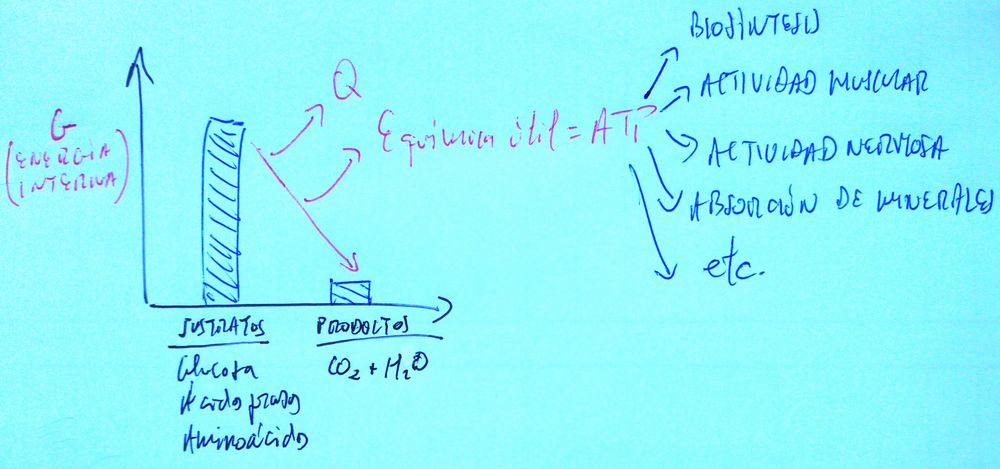 Significado del Catabolismo Energético