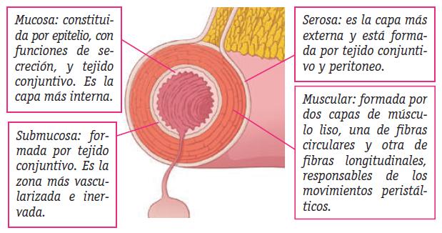 Capas de la pared del tubo digestivo (I)