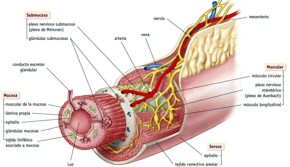 Capas de la pared del tubo digestivo (II)