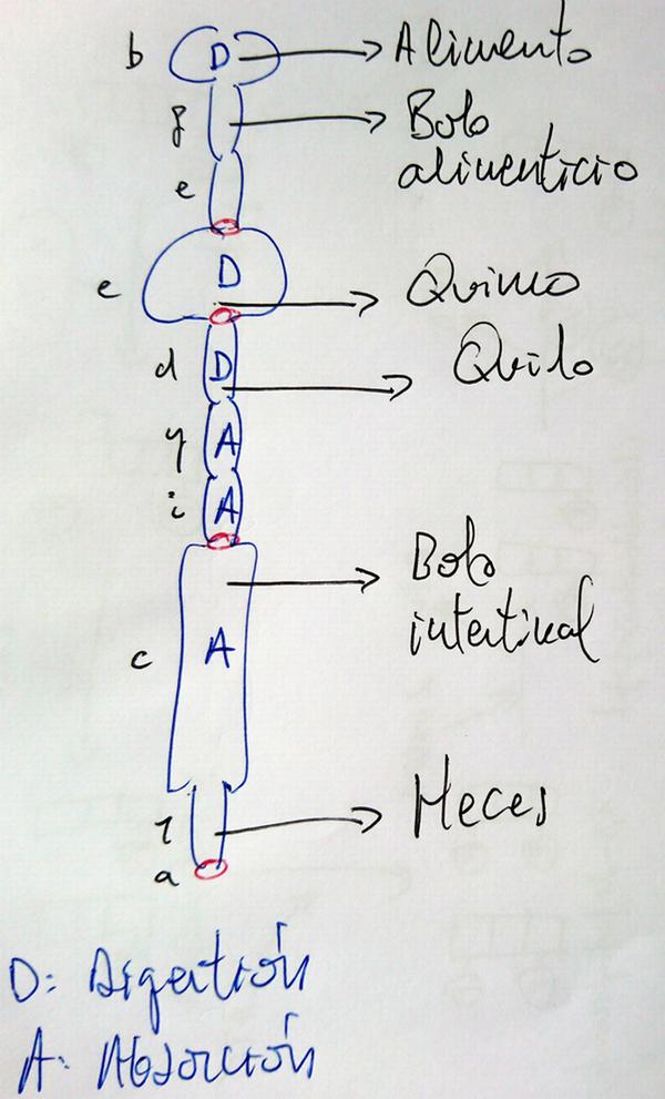 Contenido del tubo digestivo