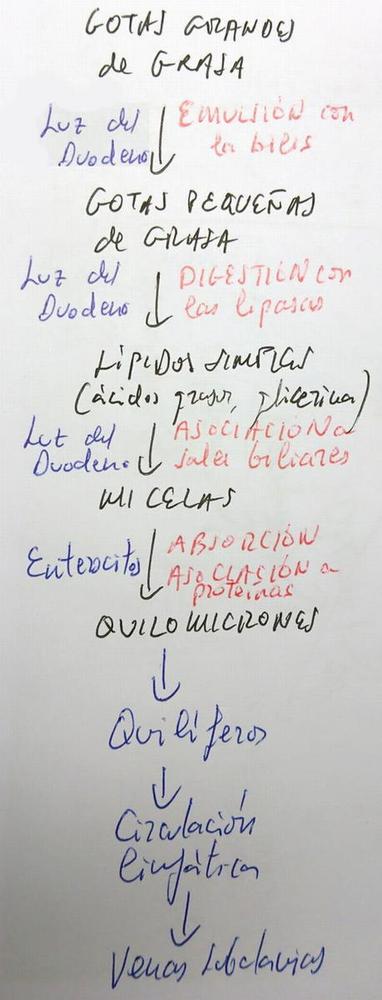 Emulsión, digestión y absorción de los lípidos