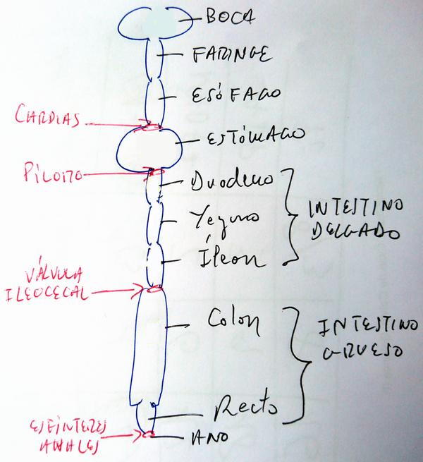 Partes del tubo digestivo