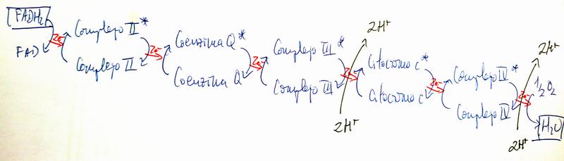 El FADH2 en la Cadena Respiratoria (I)