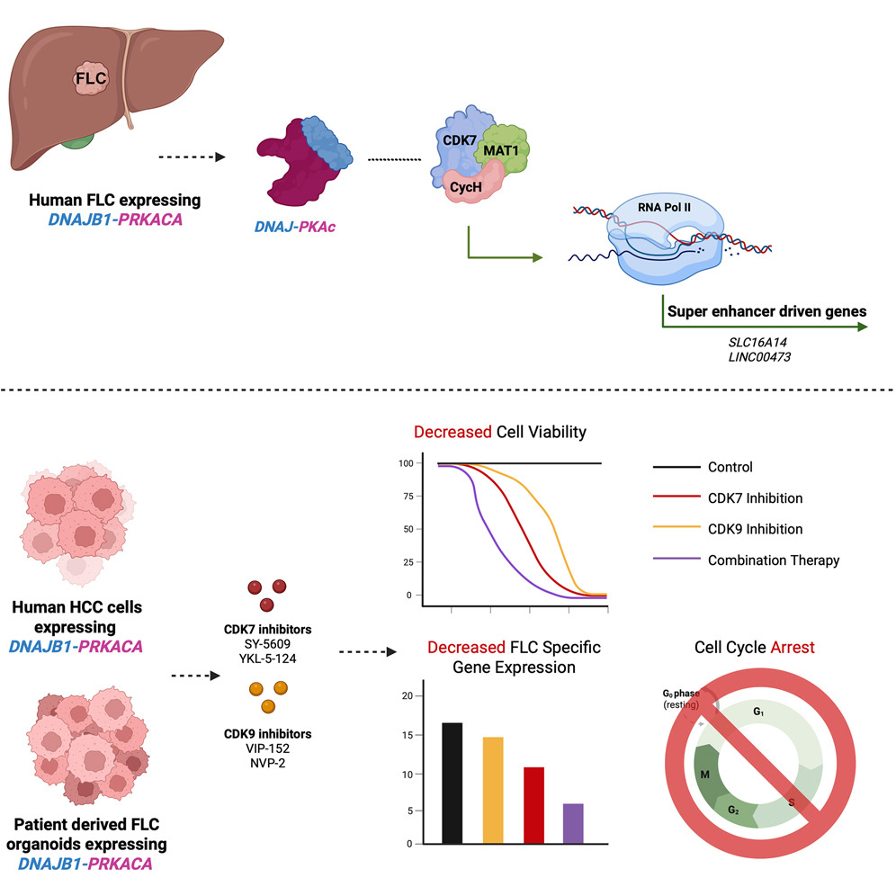 Papel de la kinasa CDK7 en el FLC y resultados de su inhibición