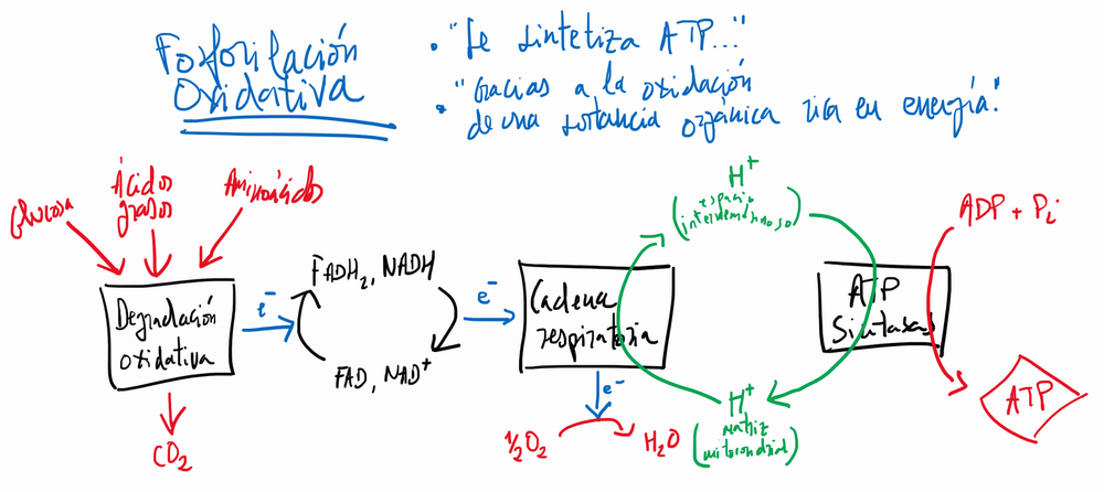 Fosforilación Oxidativa