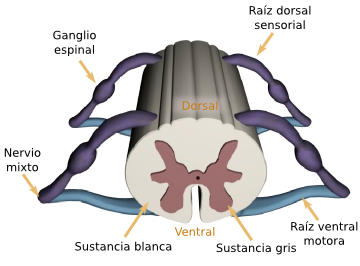 Médula espinal