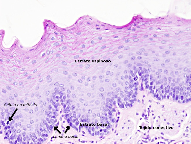 Capa mucosa de la pared del esófago