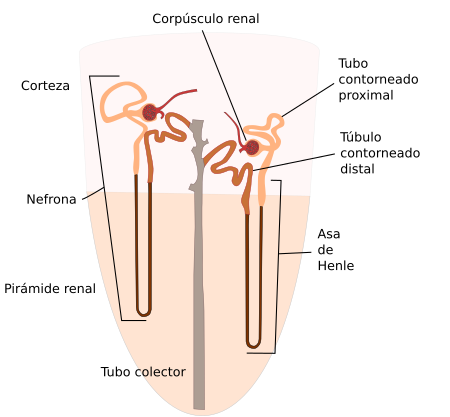 Nefronas