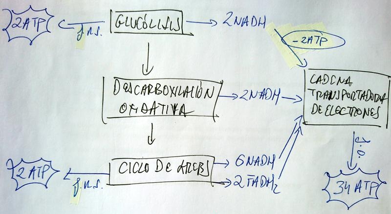 Visión General de la Respiración Aerobia de la Glucosa (I)