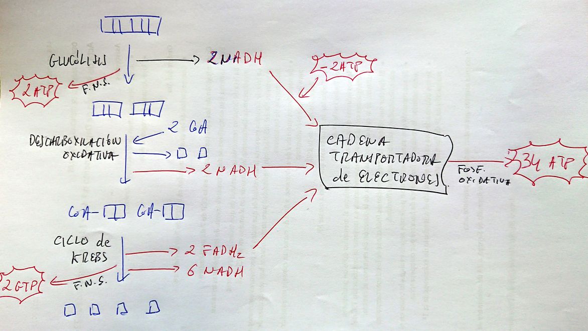 Visión General de la Respiración Aerobia de la Glucosa (II)
