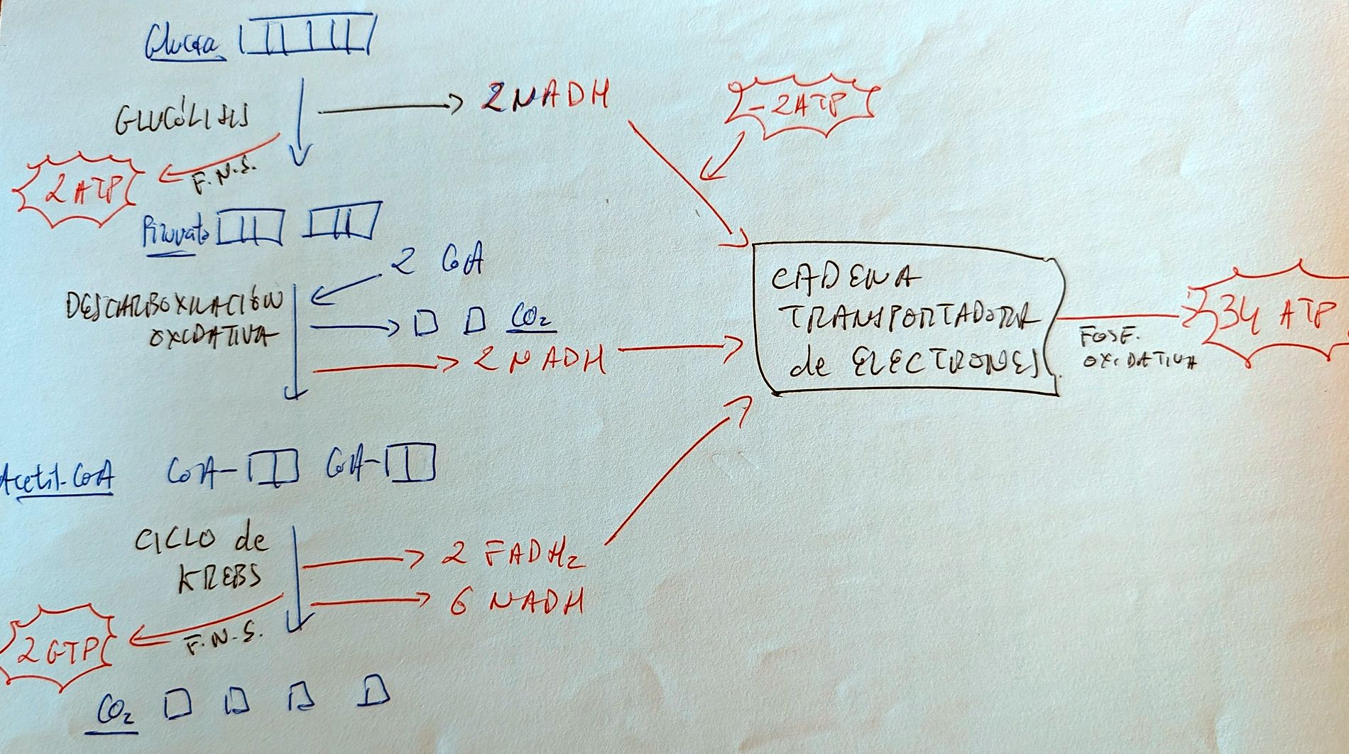 Visión General de la Respiración Aerobia de la Glucosa (II)
