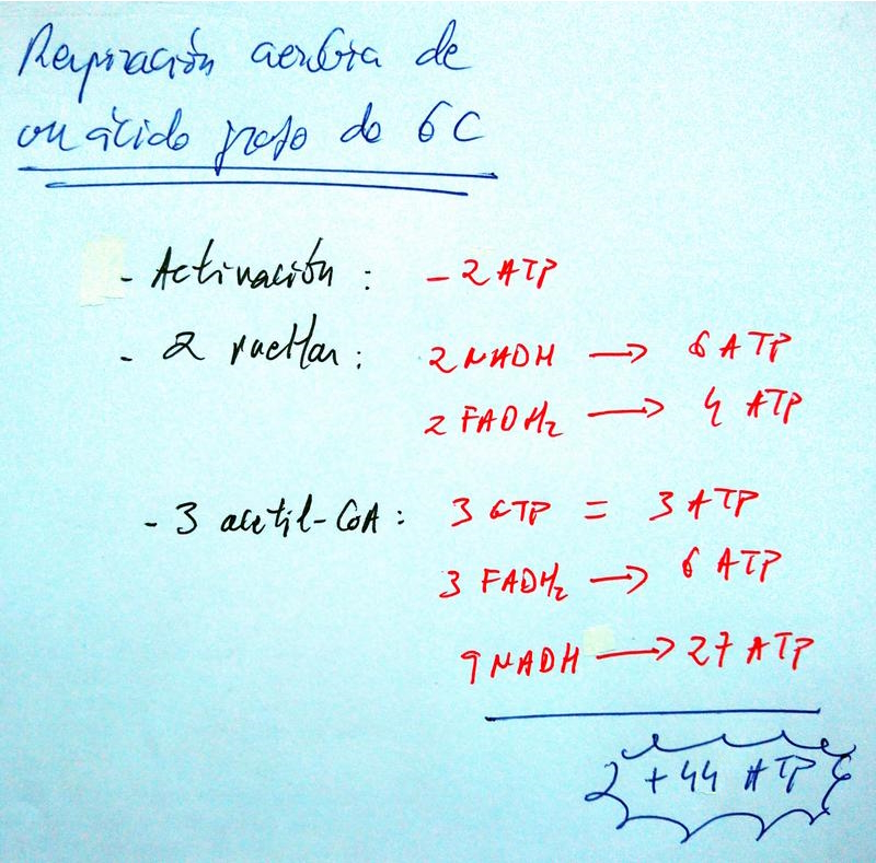 Respiración Aerobia de un Ácido Graso de 6 C (II)