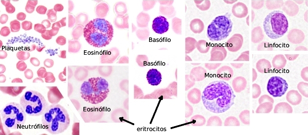 Células de la sangre